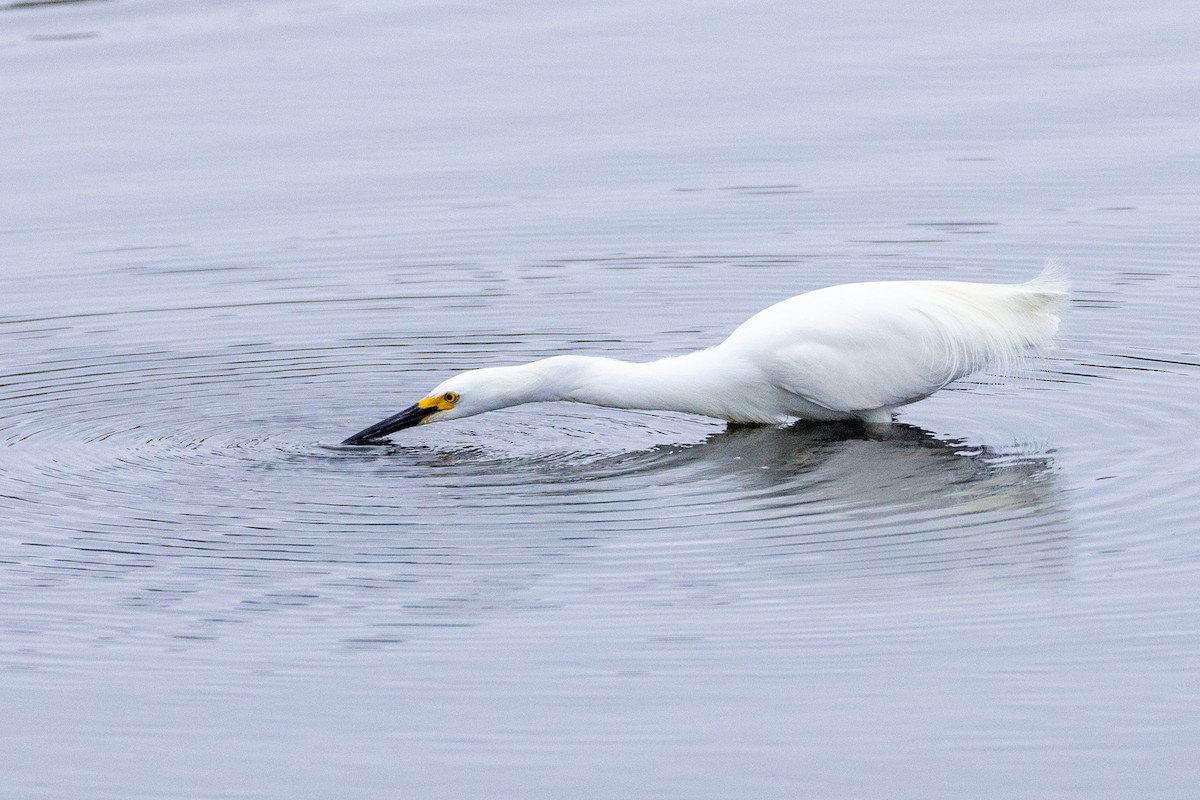 Snowy Egret - Philip Kline