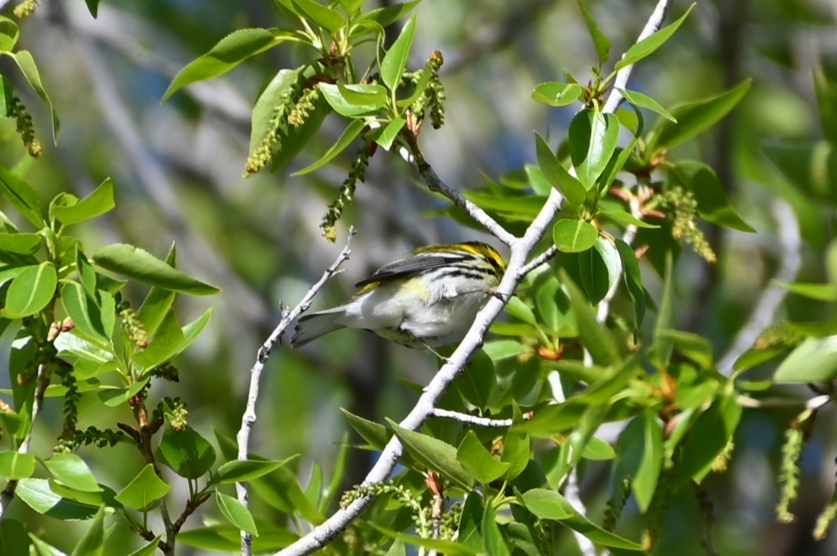 Black-throated Green Warbler - ML618343755
