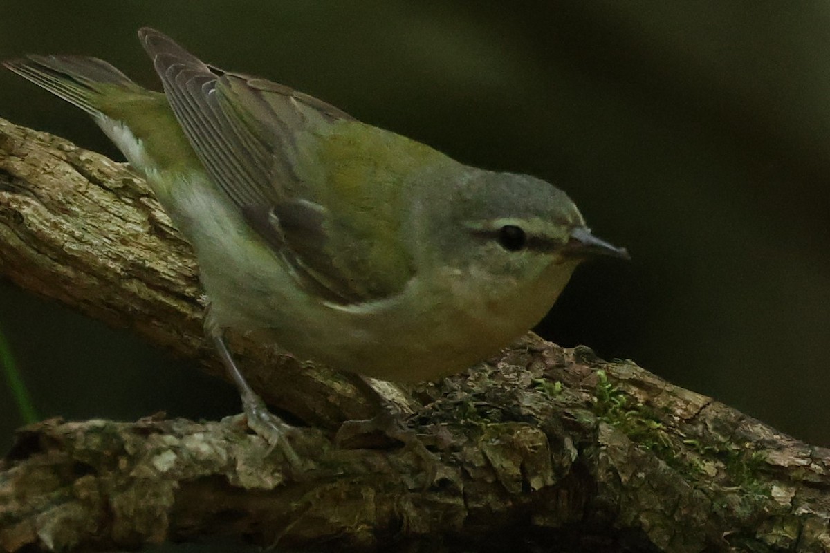 Tennessee Warbler - Duane Yarbrough