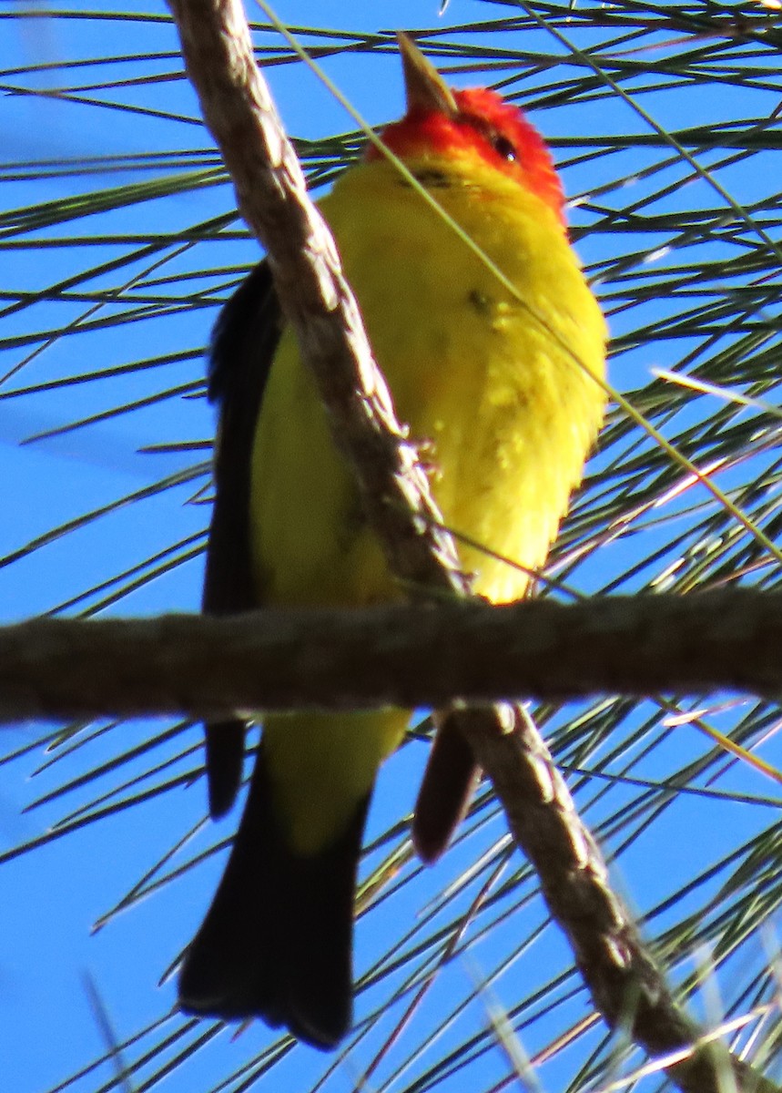 Western Tanager - ML618343780