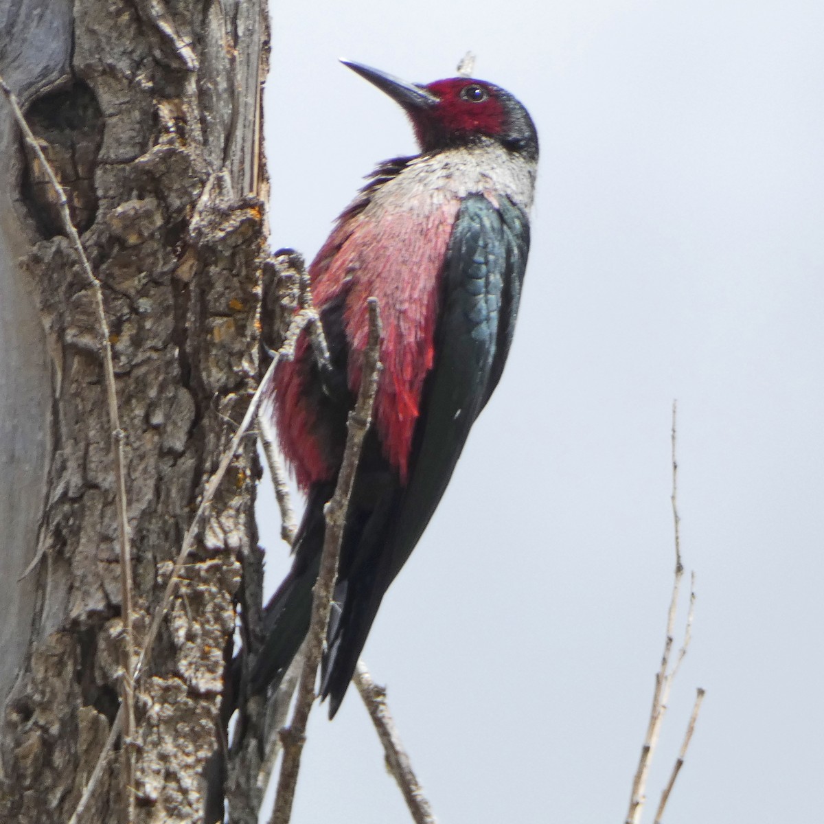 Lewis's Woodpecker - ML618343783