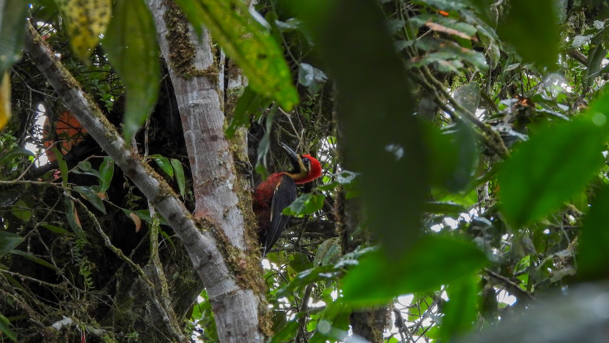 Crimson-bellied Woodpecker - ML618343785