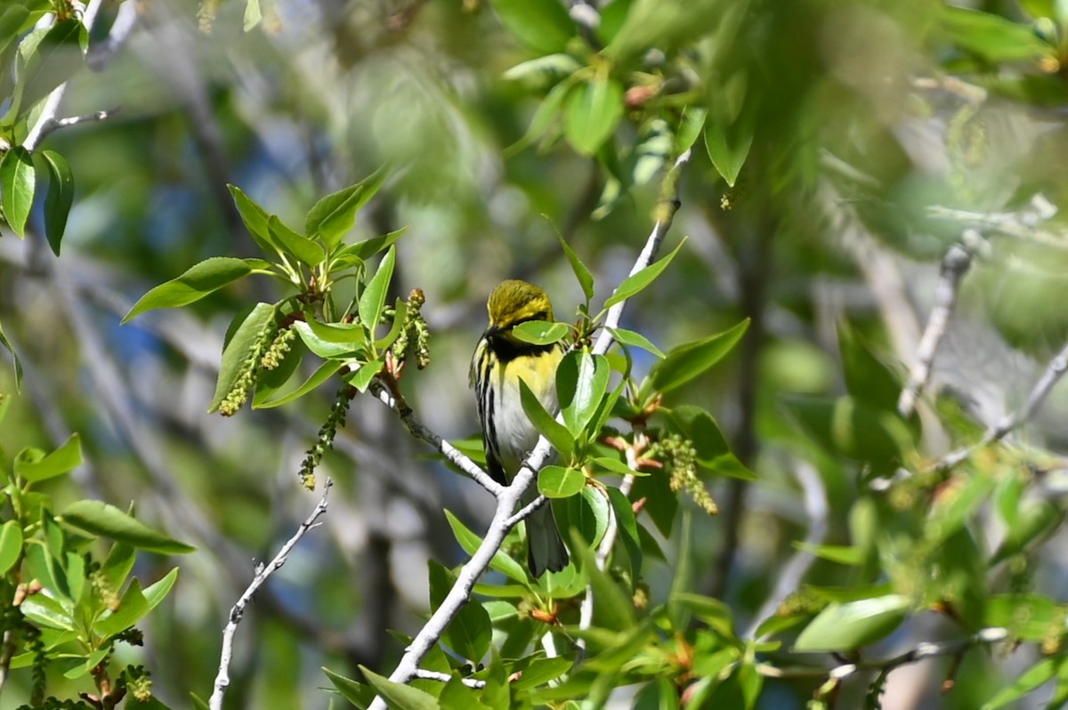 Black-throated Green Warbler - Brendan Beers