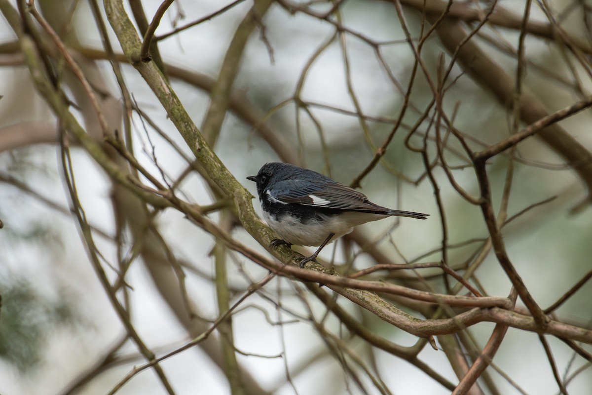 Black-throated Blue Warbler - ML618343795