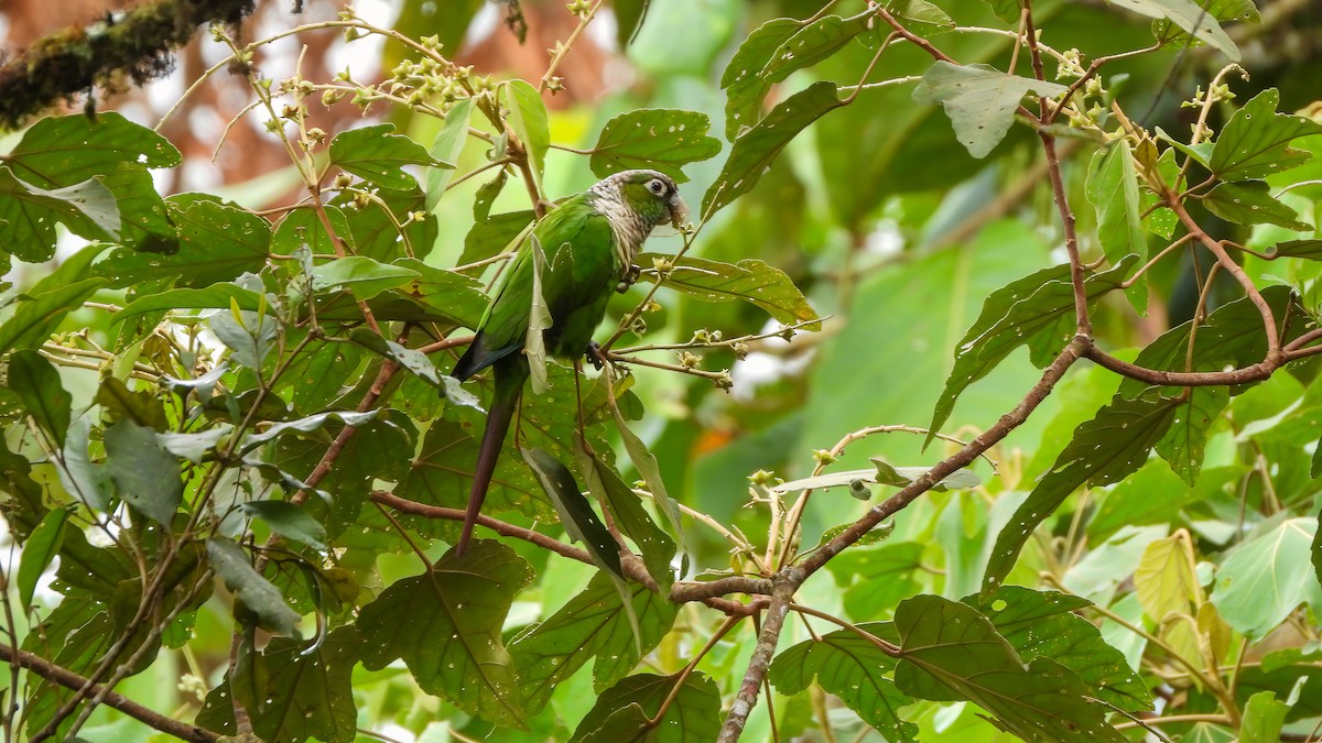 Maroon-tailed Parakeet - ML618343796