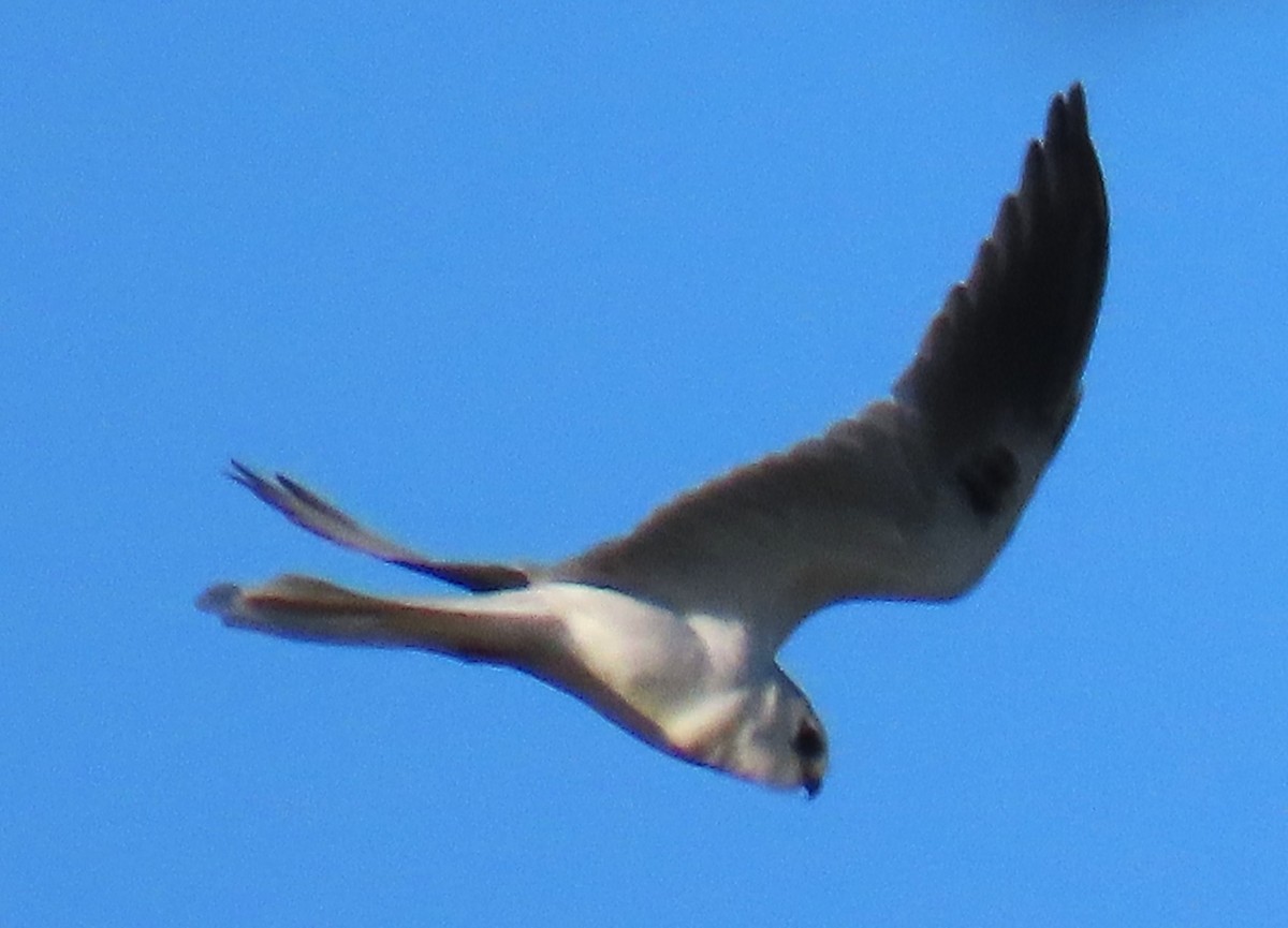 White-tailed Kite - ML618343797
