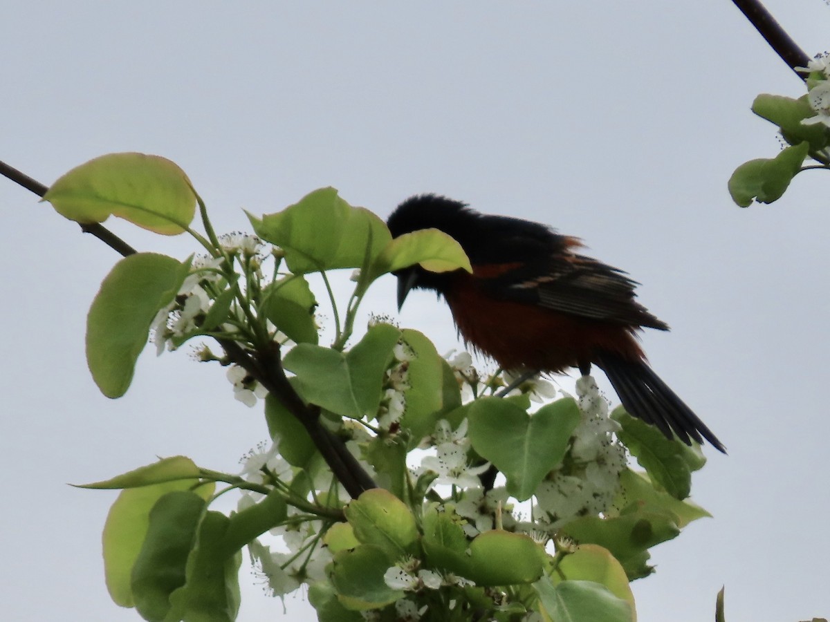 Orchard Oriole - ML618343798