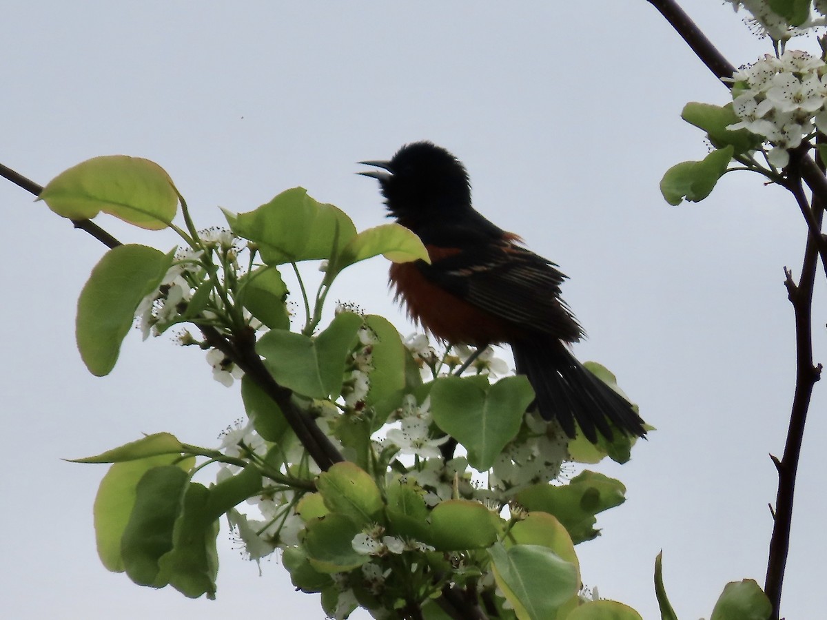Orchard Oriole - ML618343799