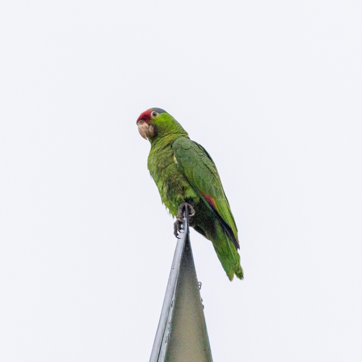 Red-crowned Parrot - ML618343804