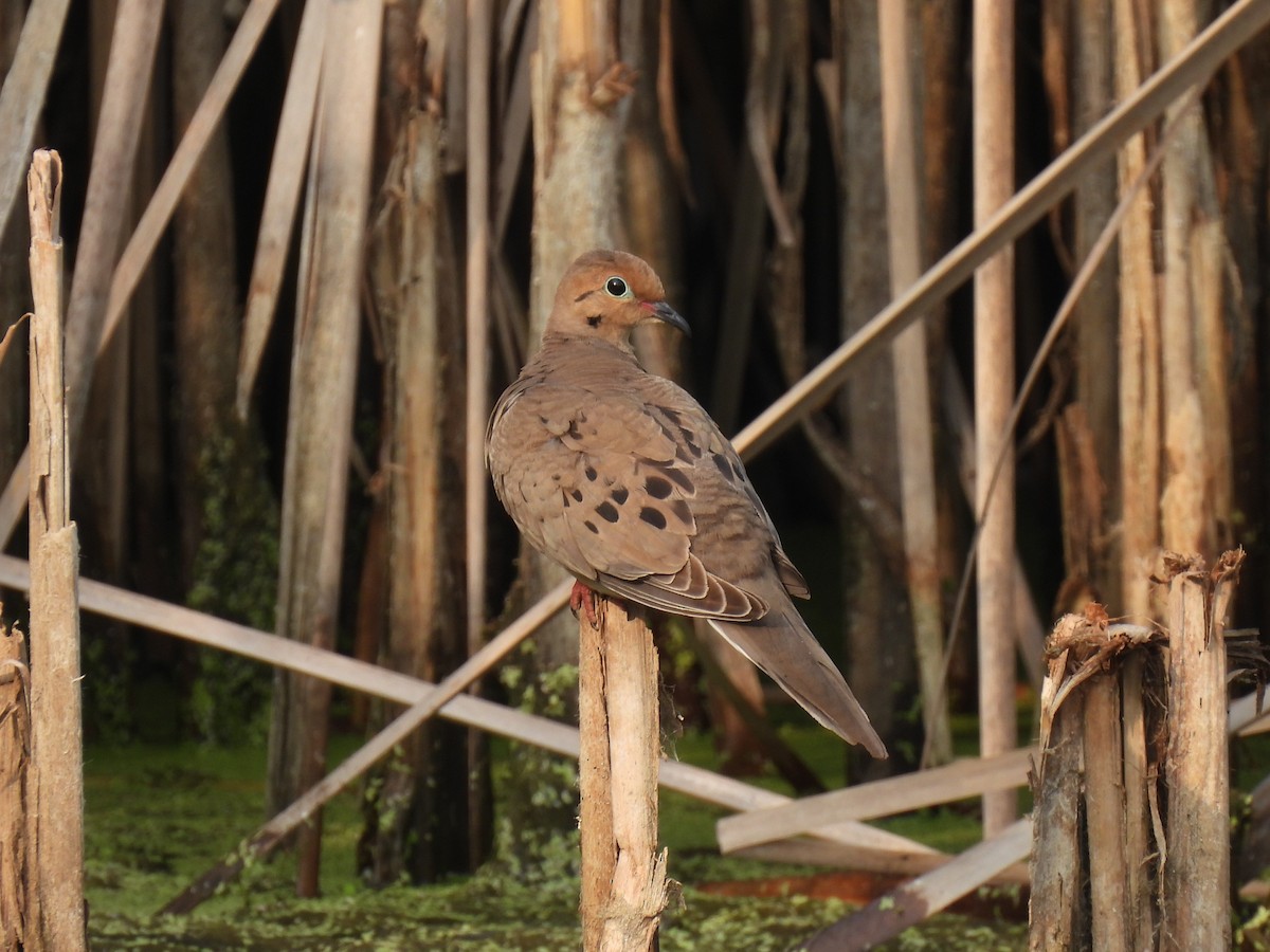 Mourning Dove - Nathan Wahler