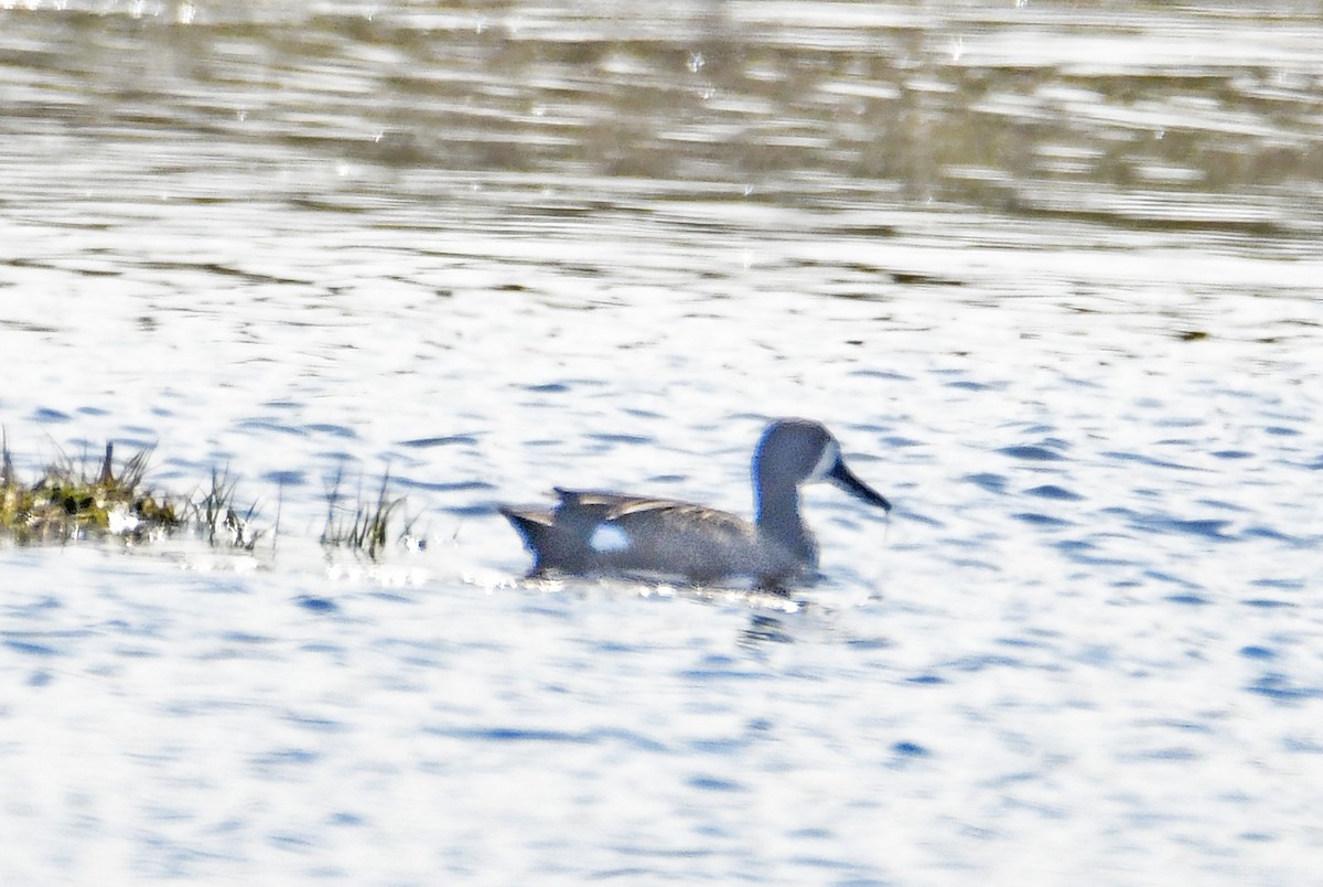 Blue-winged Teal - ML618343810