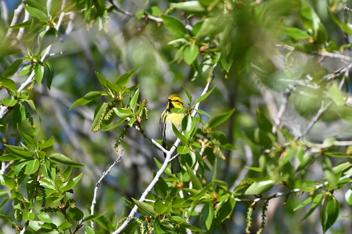 Black-throated Green Warbler - ML618343825