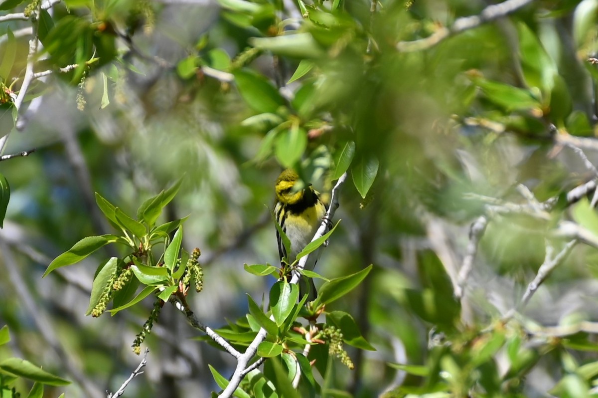 Black-throated Green Warbler - ML618343826