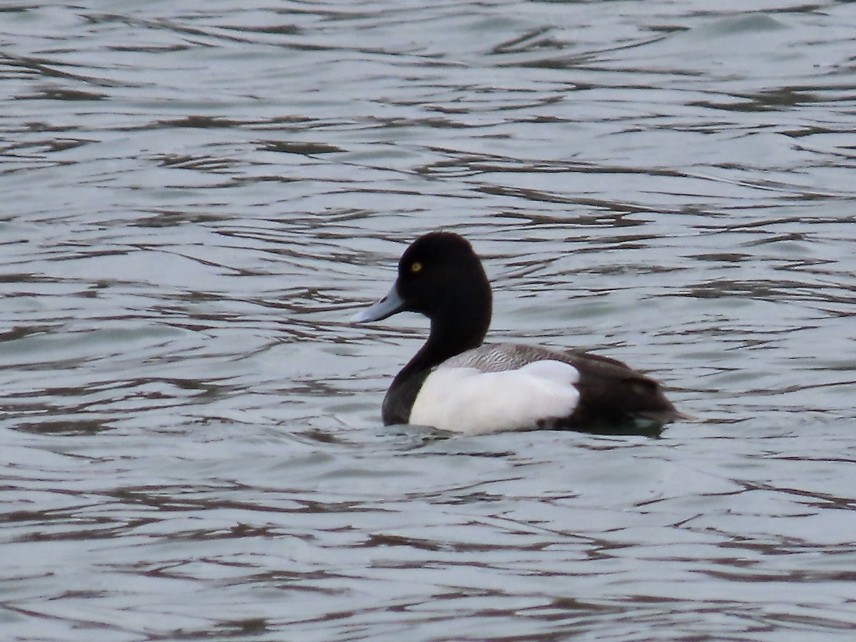 Greater Scaup - ML618343830