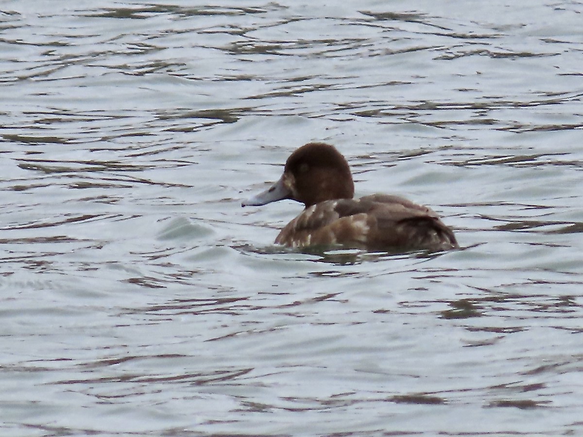 Greater Scaup - ML618343831