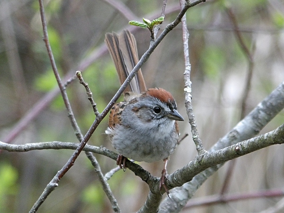 Swamp Sparrow - ML618343839
