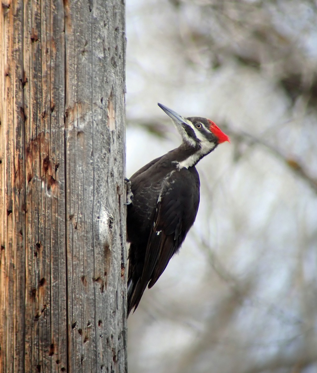 Pileated Woodpecker - ML618343853