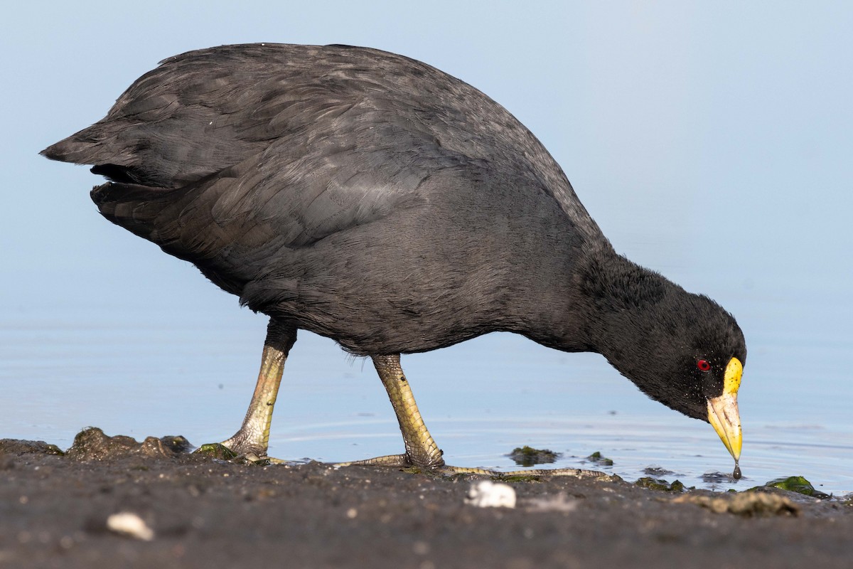 White-winged Coot - ML618343872