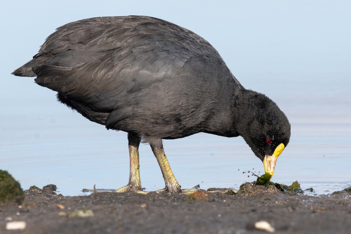 White-winged Coot - ML618343873