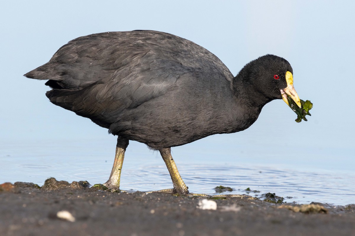 White-winged Coot - ML618343874
