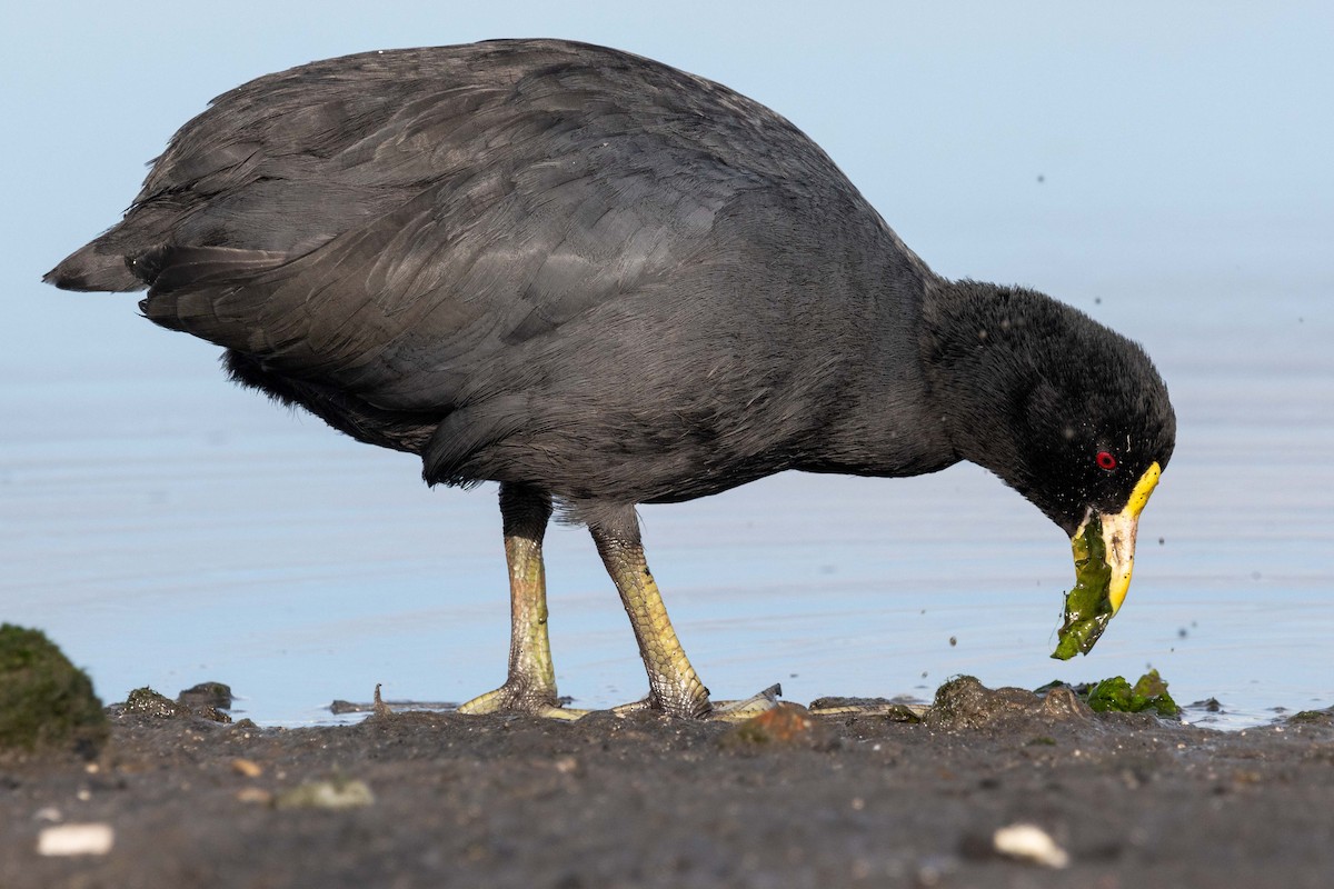 White-winged Coot - ML618343875