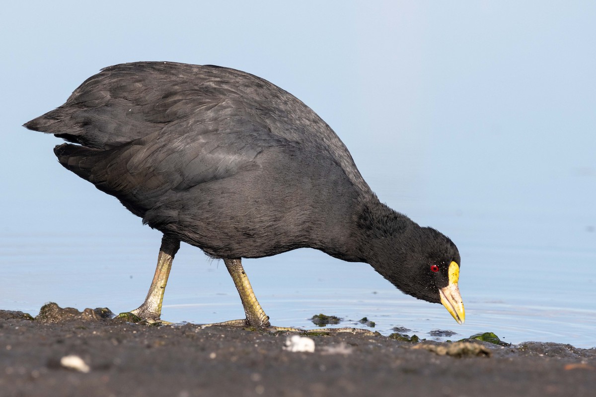 White-winged Coot - ML618343876