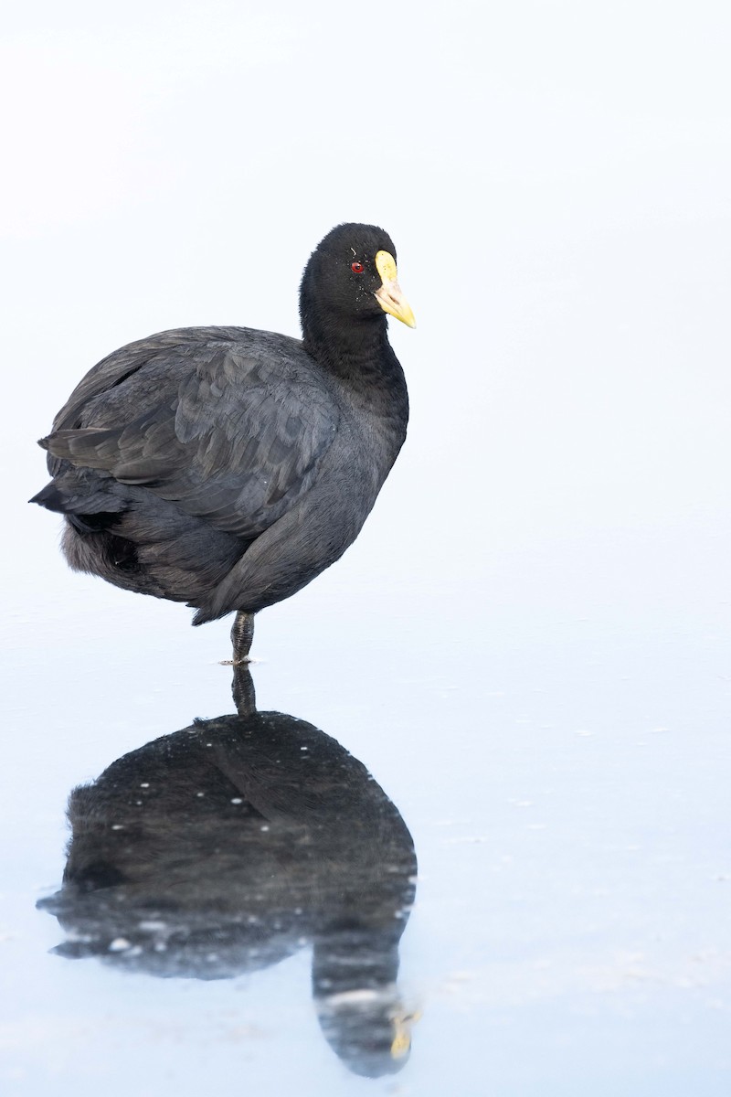 White-winged Coot - ML618343877