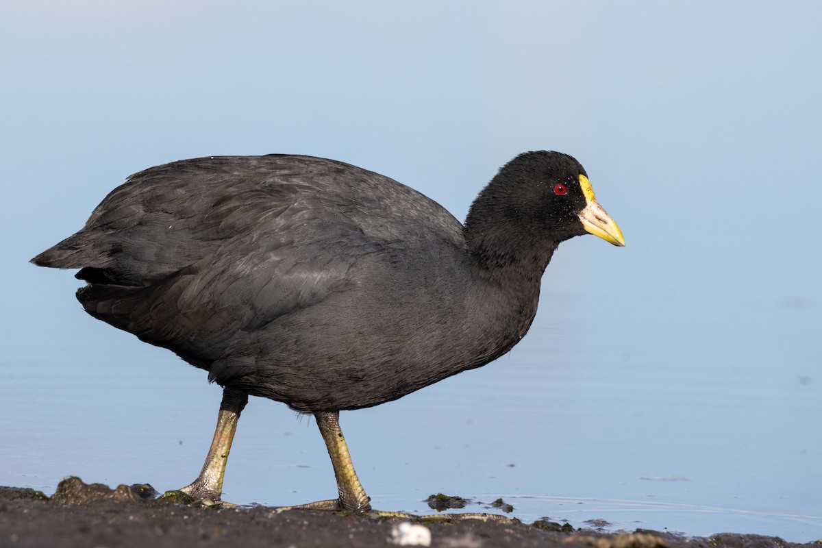 White-winged Coot - ML618343878