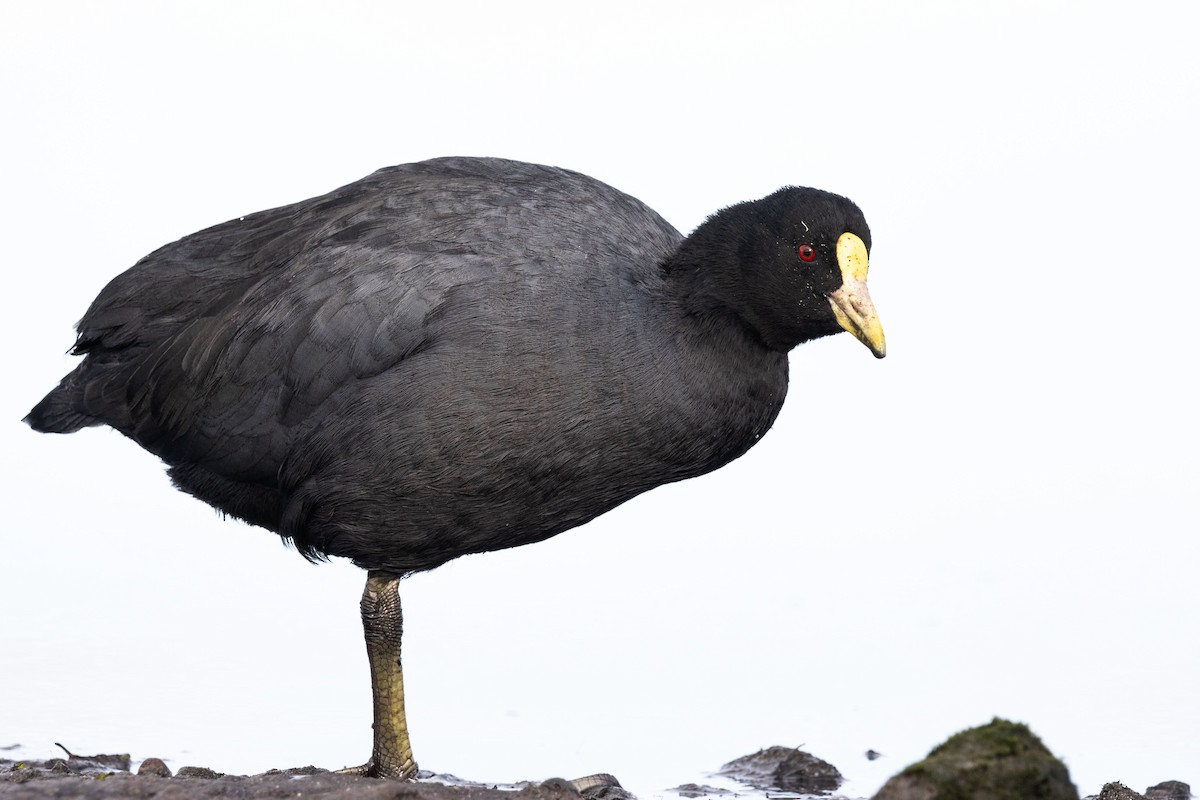 White-winged Coot - ML618343879