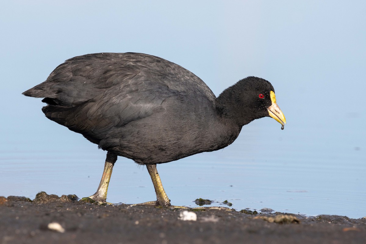 White-winged Coot - ML618343880