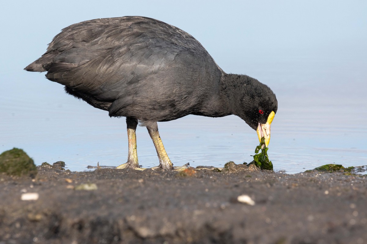 White-winged Coot - ML618343881