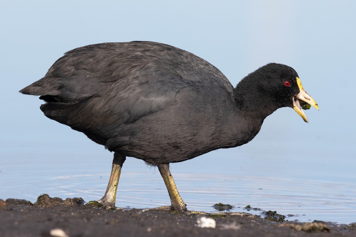 White-winged Coot - ML618343882