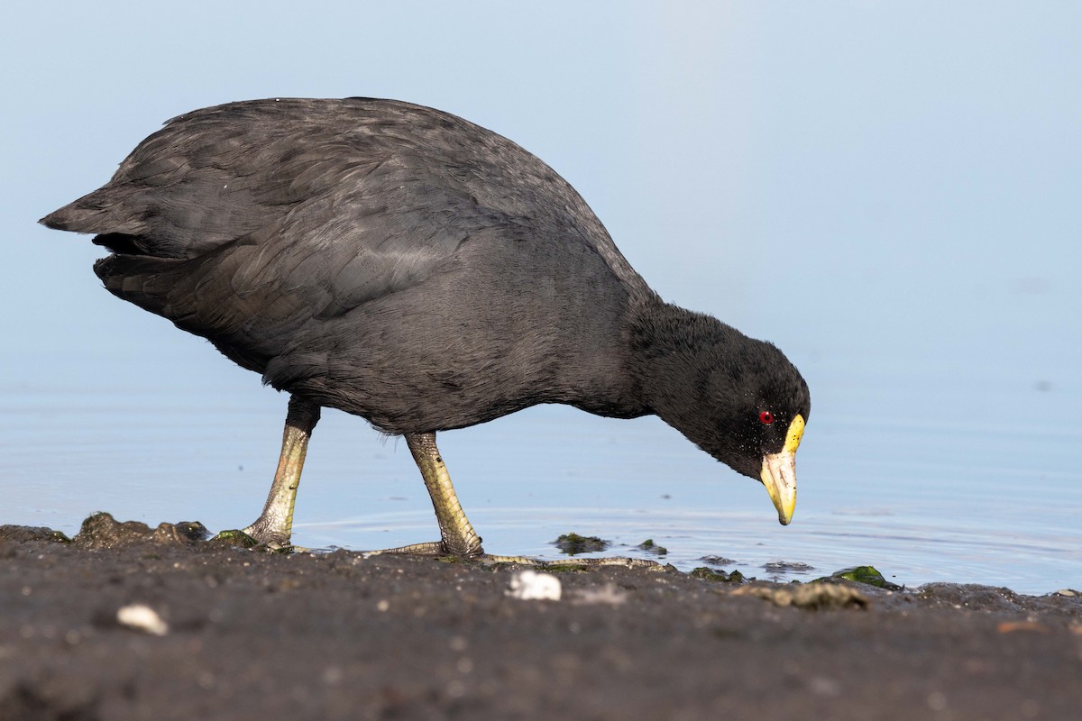 White-winged Coot - ML618343883