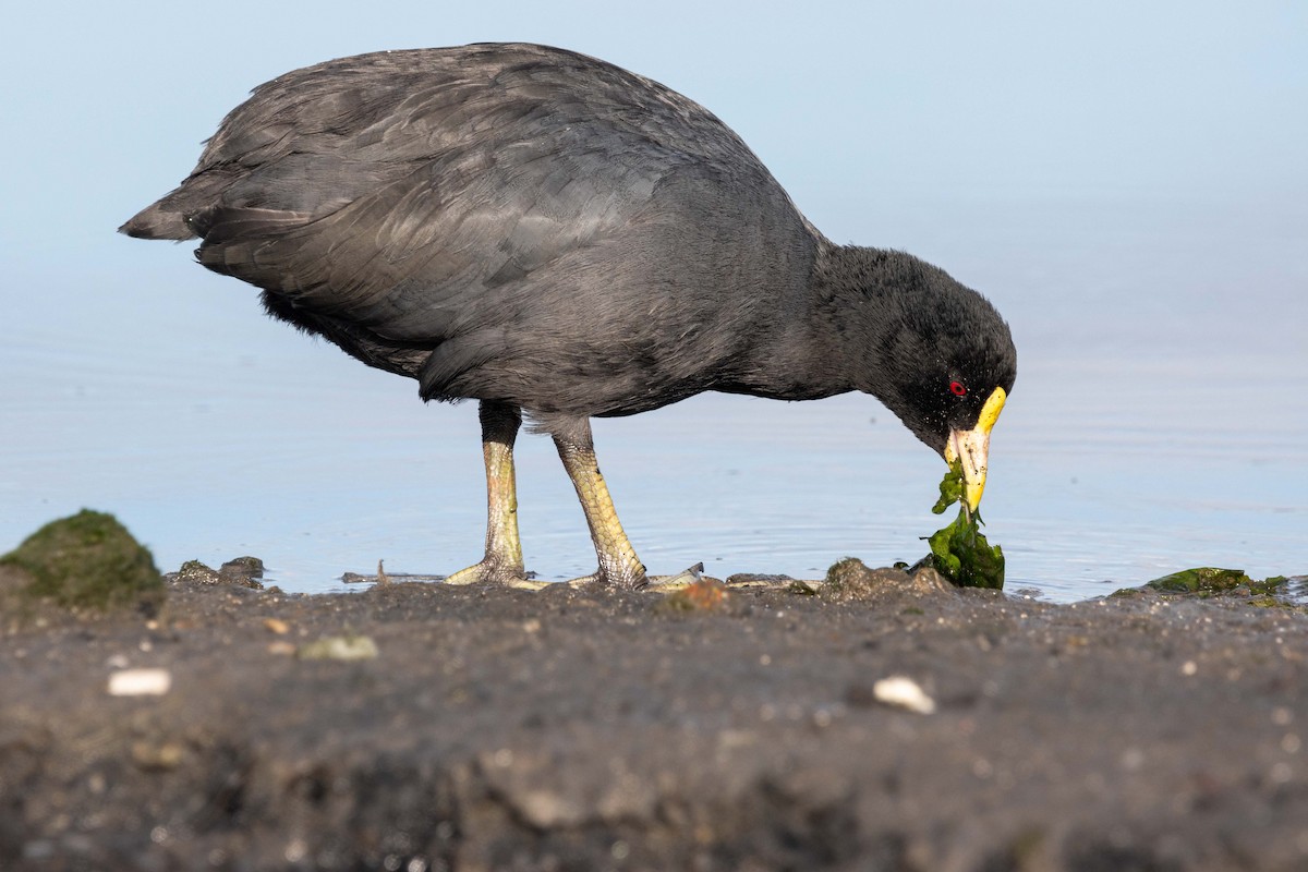 White-winged Coot - ML618343884