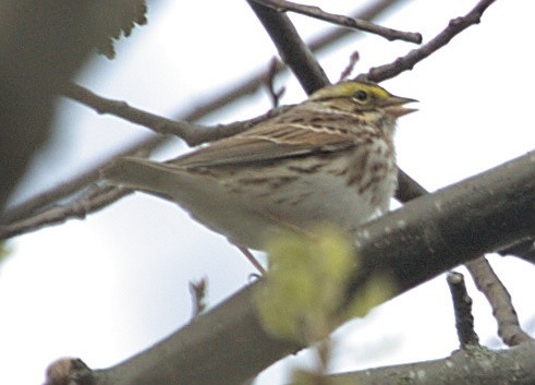 Savannah Sparrow - ML618343887