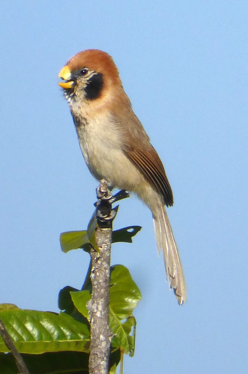 Spot-breasted Parrotbill - Charlene Glacy
