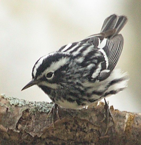Black-and-white Warbler - ML618343901