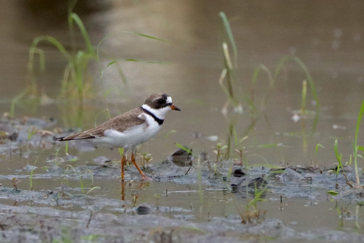 Semipalmated Plover - ML618343903