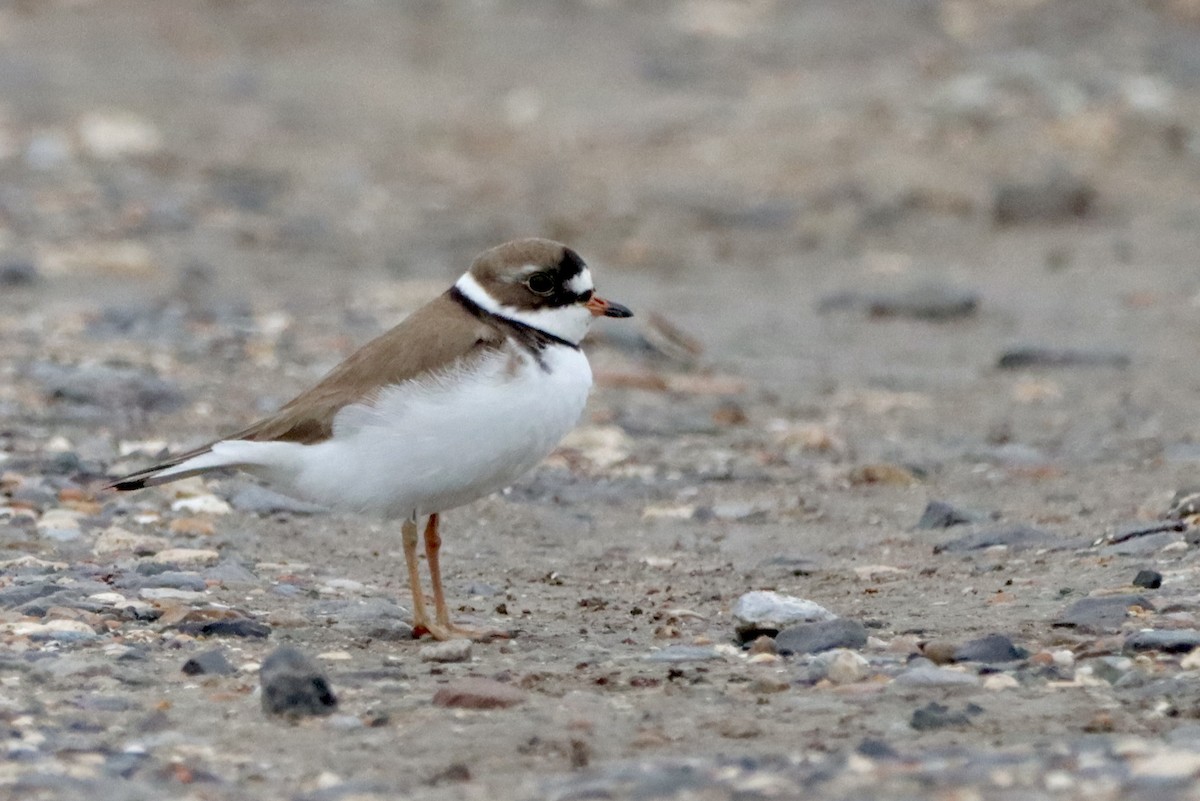 Semipalmated Plover - ML618343904