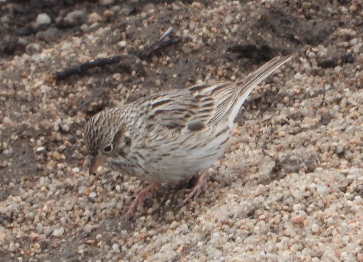 Vesper Sparrow - Rodney Macready