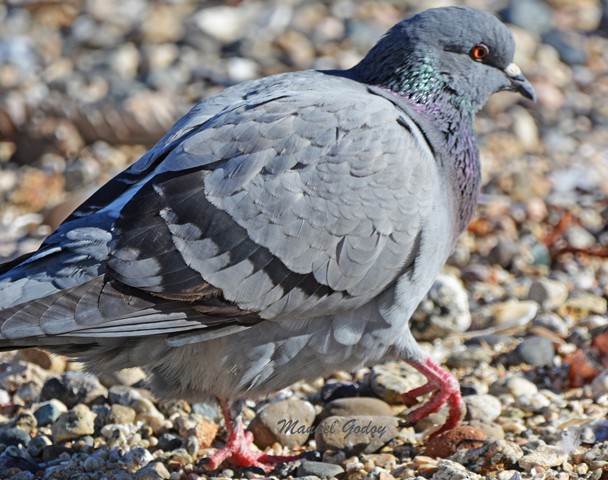 Rock Pigeon (Feral Pigeon) - ML618343980