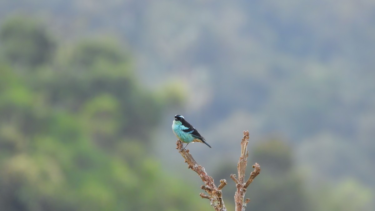 Blue-browed Tanager - ML618344003