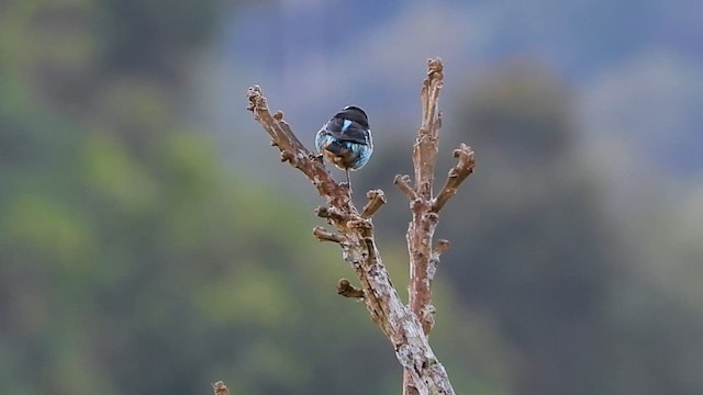 Blue-browed Tanager - ML618344025