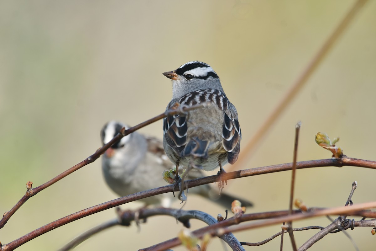 White-crowned Sparrow - ML618344031