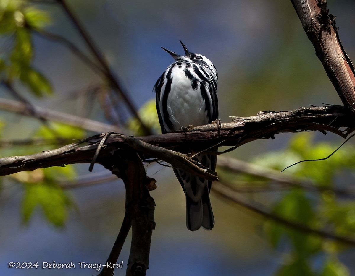 Black-and-white Warbler - ML618344069