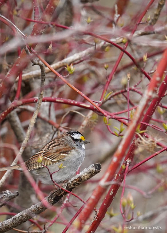 White-throated Sparrow - ML618344078