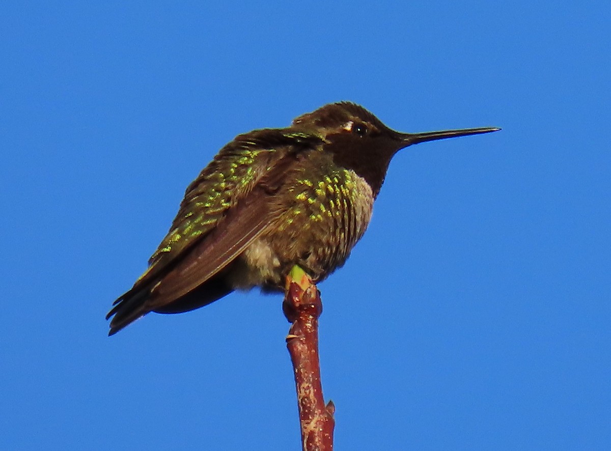 Anna's Hummingbird - ML618344085