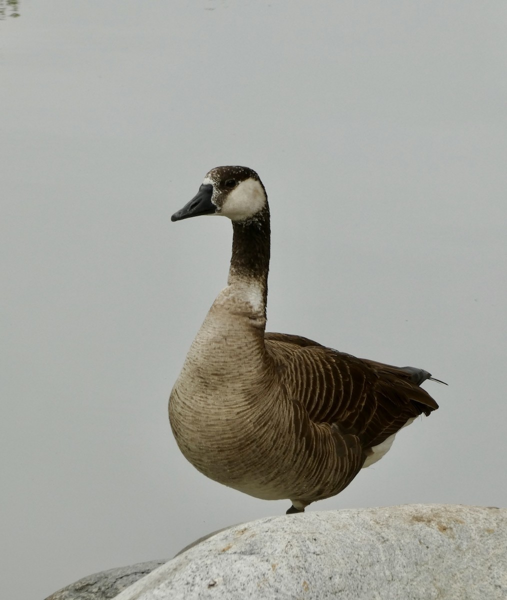 Domestic goose sp. x Canada Goose (hybrid) - ML618344093