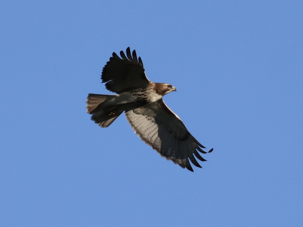 Red-tailed Hawk - ML618344106