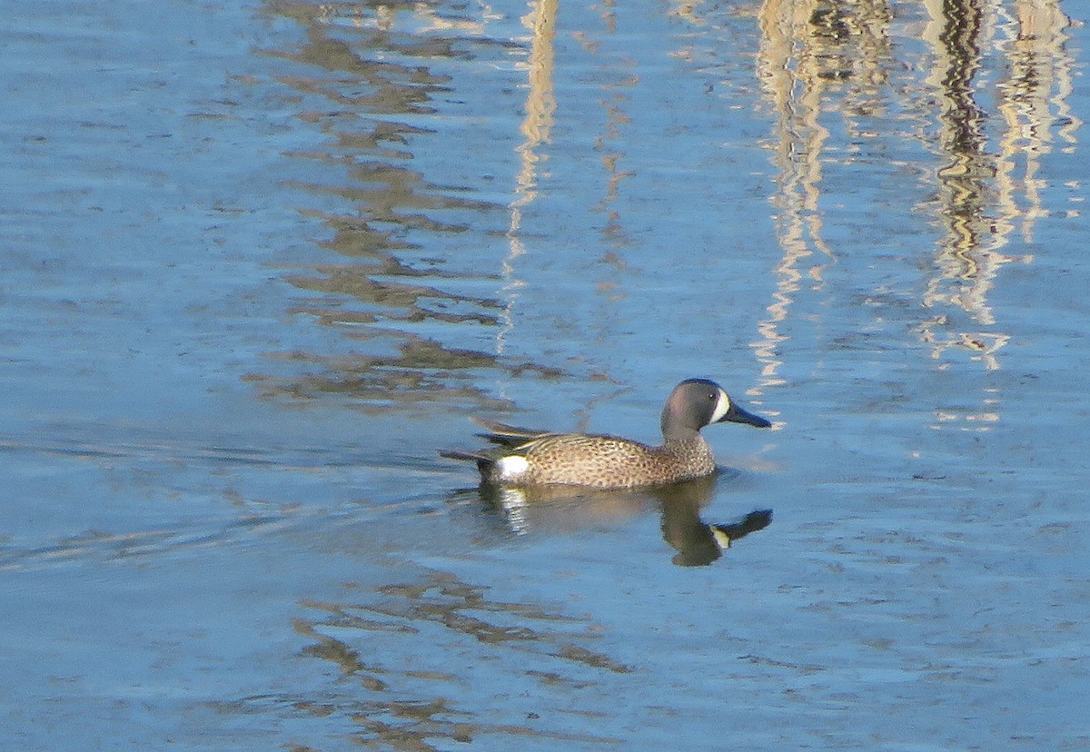 Blue-winged Teal - ML618344126